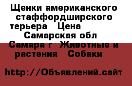 Щенки американского стаффордширского терьера › Цена ­ 25 000 - Самарская обл., Самара г. Животные и растения » Собаки   